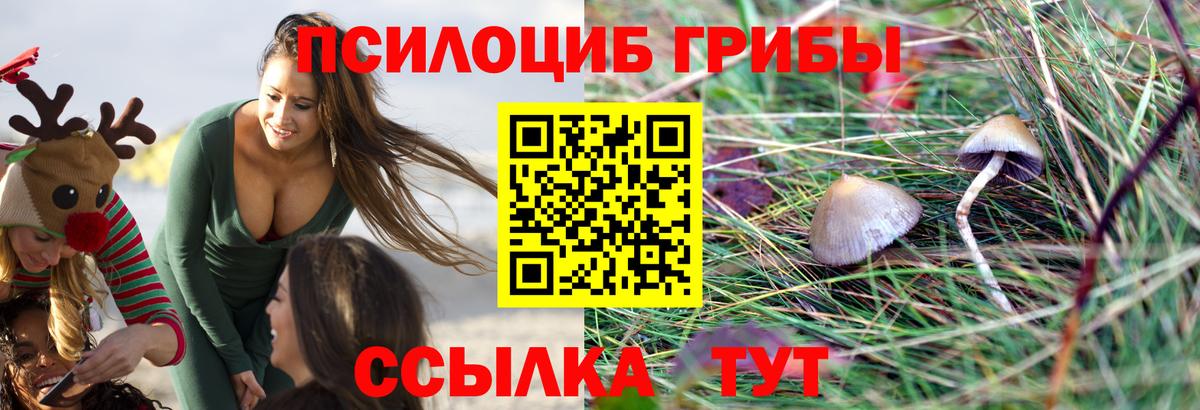 Псилоцибиновые грибы мицелий Тамбов